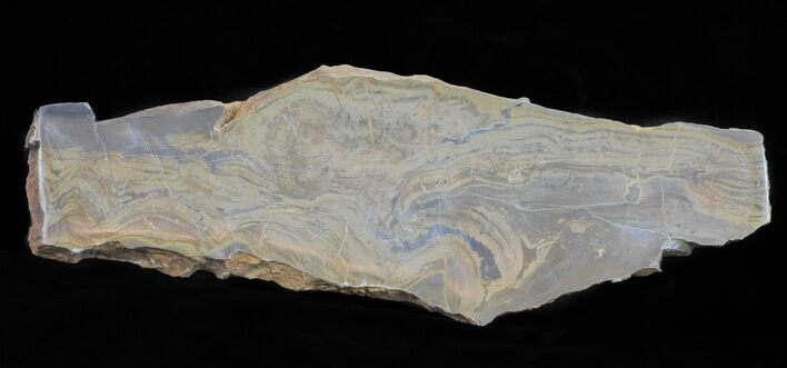 Devonian Stromatolite Slice - Orkney, Scotland #61076